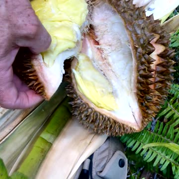 When is a Durian Ripe? I'll show you!