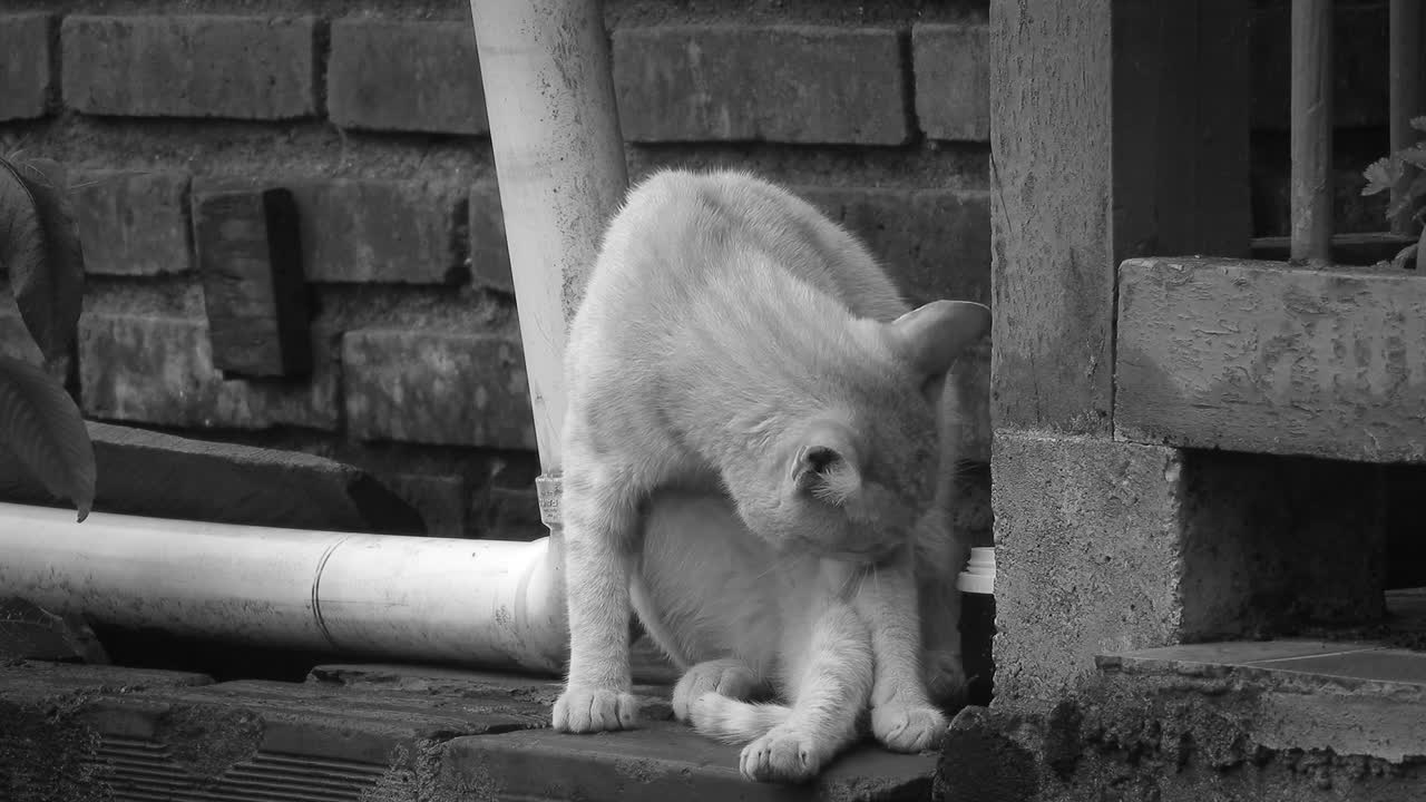 Black And White Animal Cat Cleaning Pet Guatica