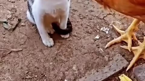 Funny animals/Cat vs Chicken/ makes you Laugh in 2023/jskdingdong -(1080p)