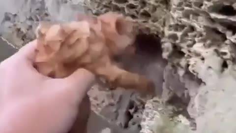 Rescuing a Kitten from the Flooding