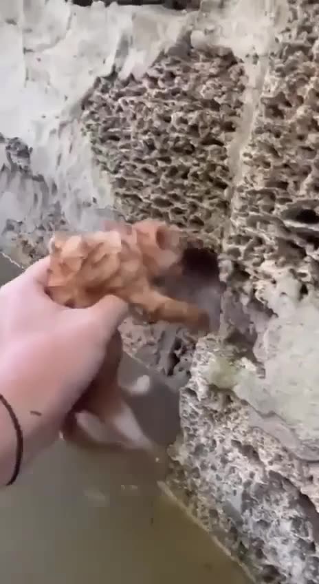 Rescuing a Kitten from the Flooding