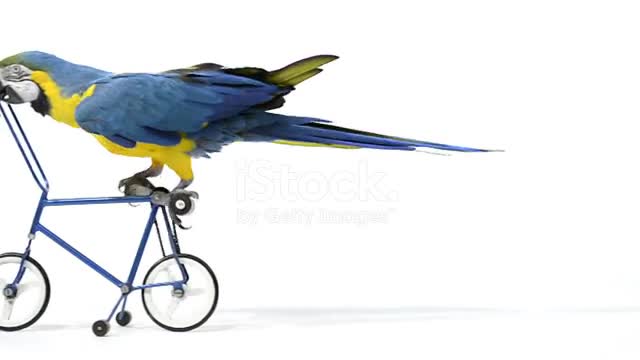 Blue and Yellow Macaw riding