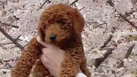 Cute Dog Video Collection 02