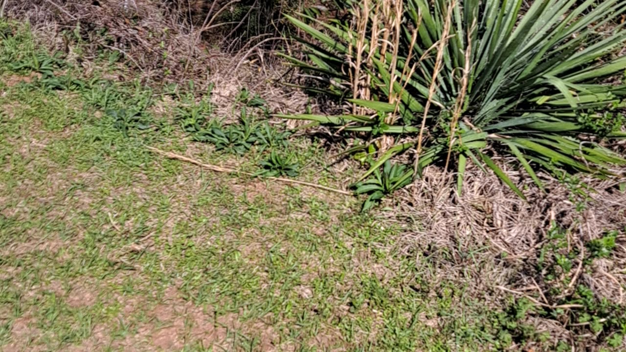 Kolomoki Mounds State Historic Park in Georgia. 3/12/24