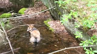 Luna the Dog Gets a Frog to the Face