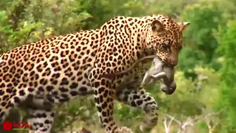 Mother Monkey Hold Baby One Week After Failed To Protect From Leopard Hunting | Poor Baby Monkey