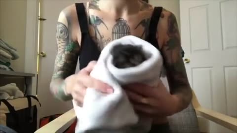 Cute cat video