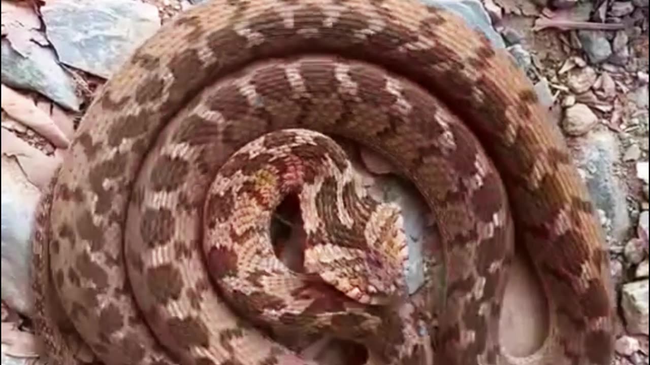 Russell's Viper Snake at Bangladesh