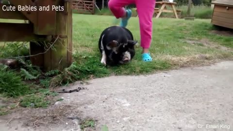 Funny Animals Scarring And Chasing People