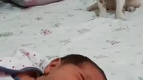Cat meet newborn