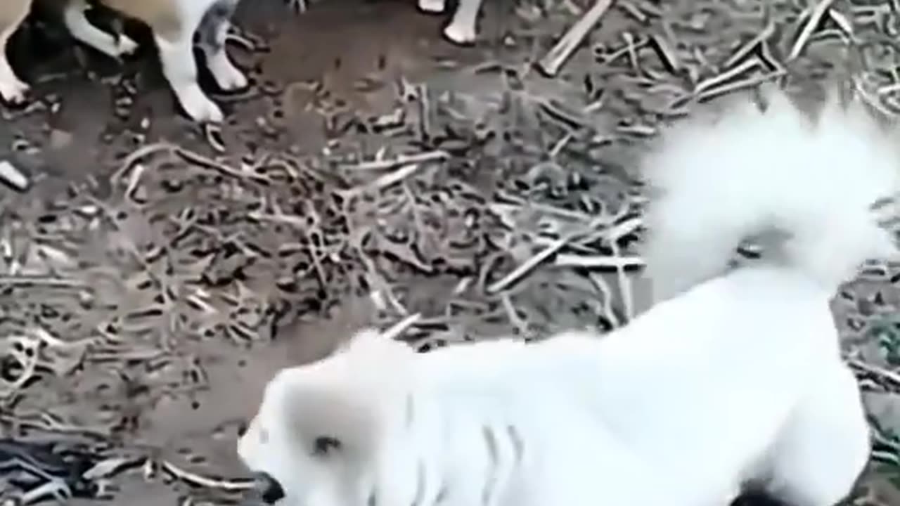 Funny animal videos 🤣