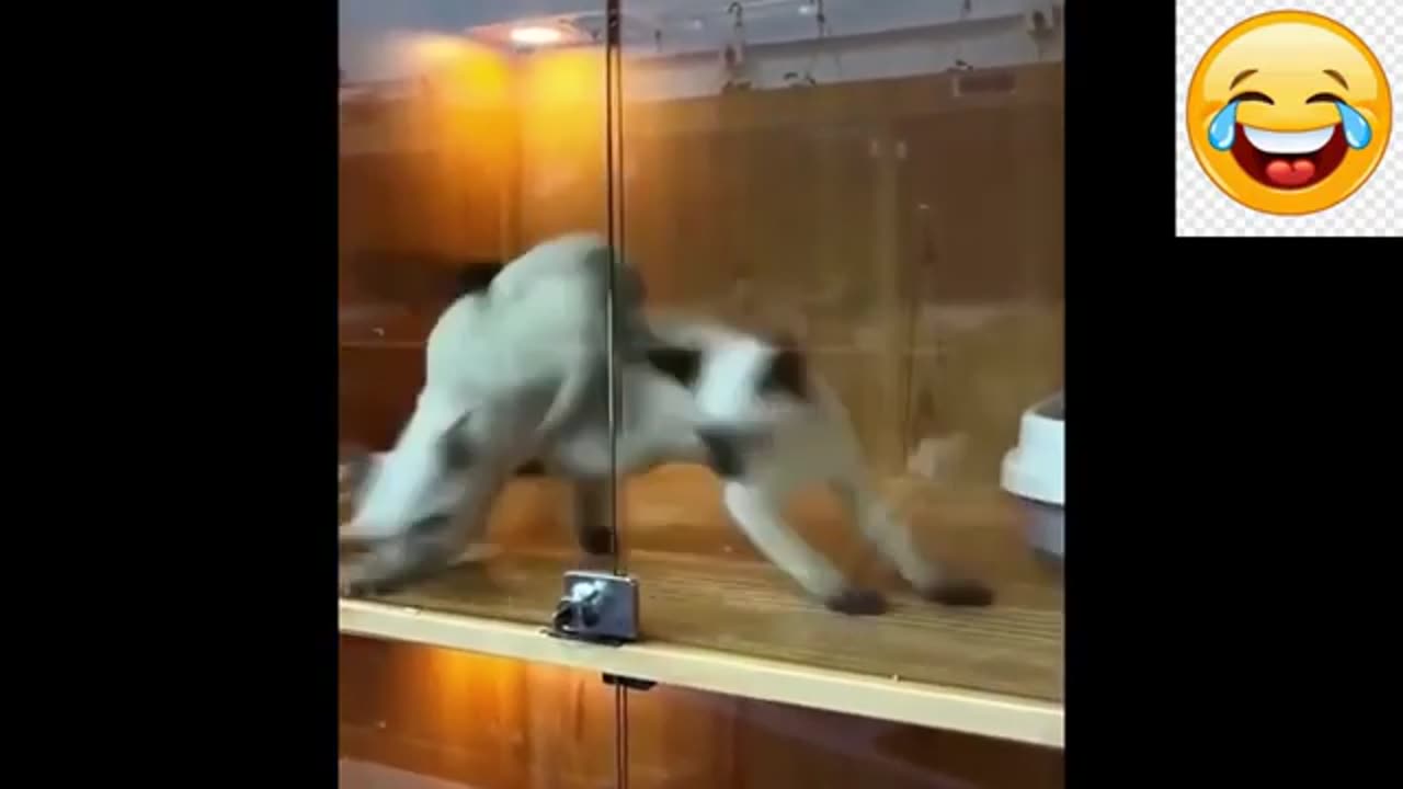 FUN WITH CAT....