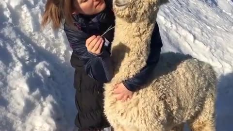 Llama is a lovely animal