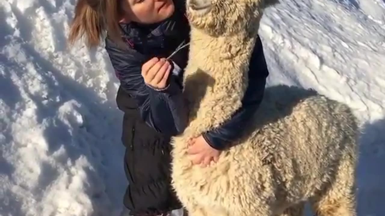 Llama is a lovely animal