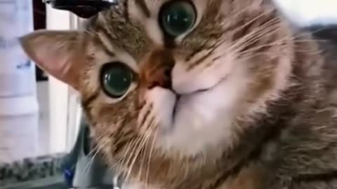 Cat Fun || funny video of cats