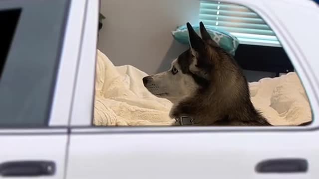 If ZOOMIES ever became illegal
