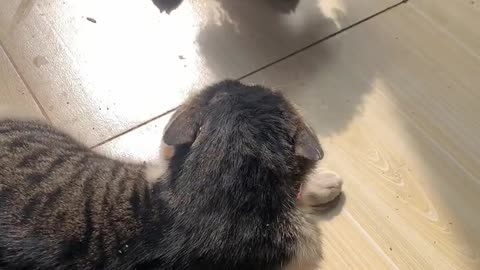 Cute dog and cat playing mode