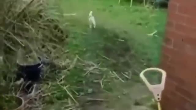 The most popular pet's compilation part 2
