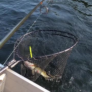 How to Hold a Bass the Right Way