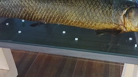Giant Arapaima