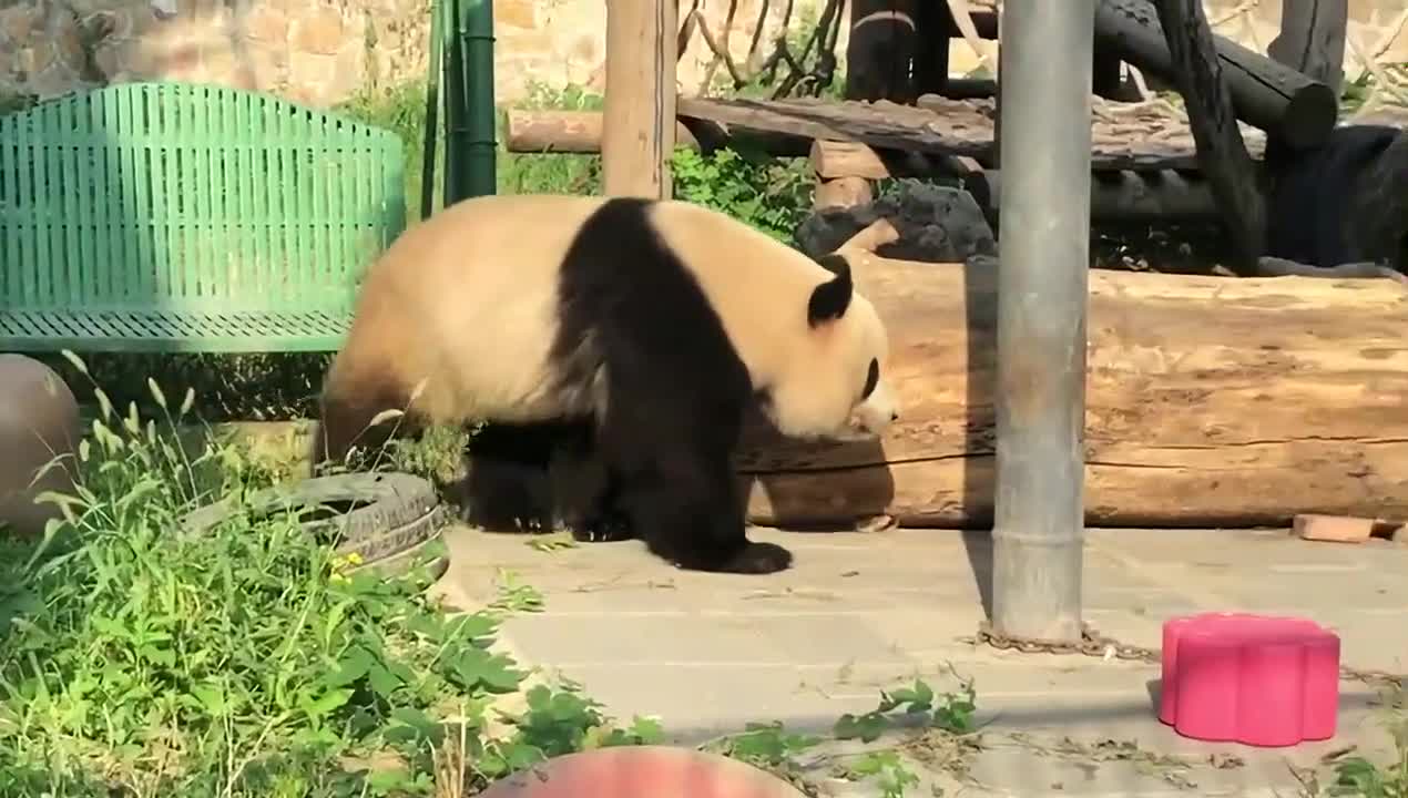 Giant panda arrives.