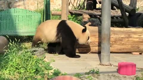 Giant panda arrives.