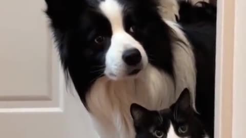 A cat and a dog look alike