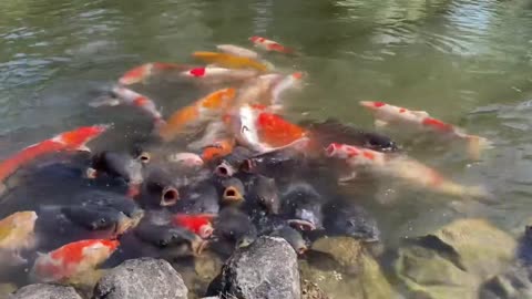 「Carp Attack？」 【Nara Deer Park, Japan 奈良 鹿】