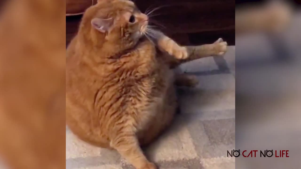 Cutest FAT CATS Compilation