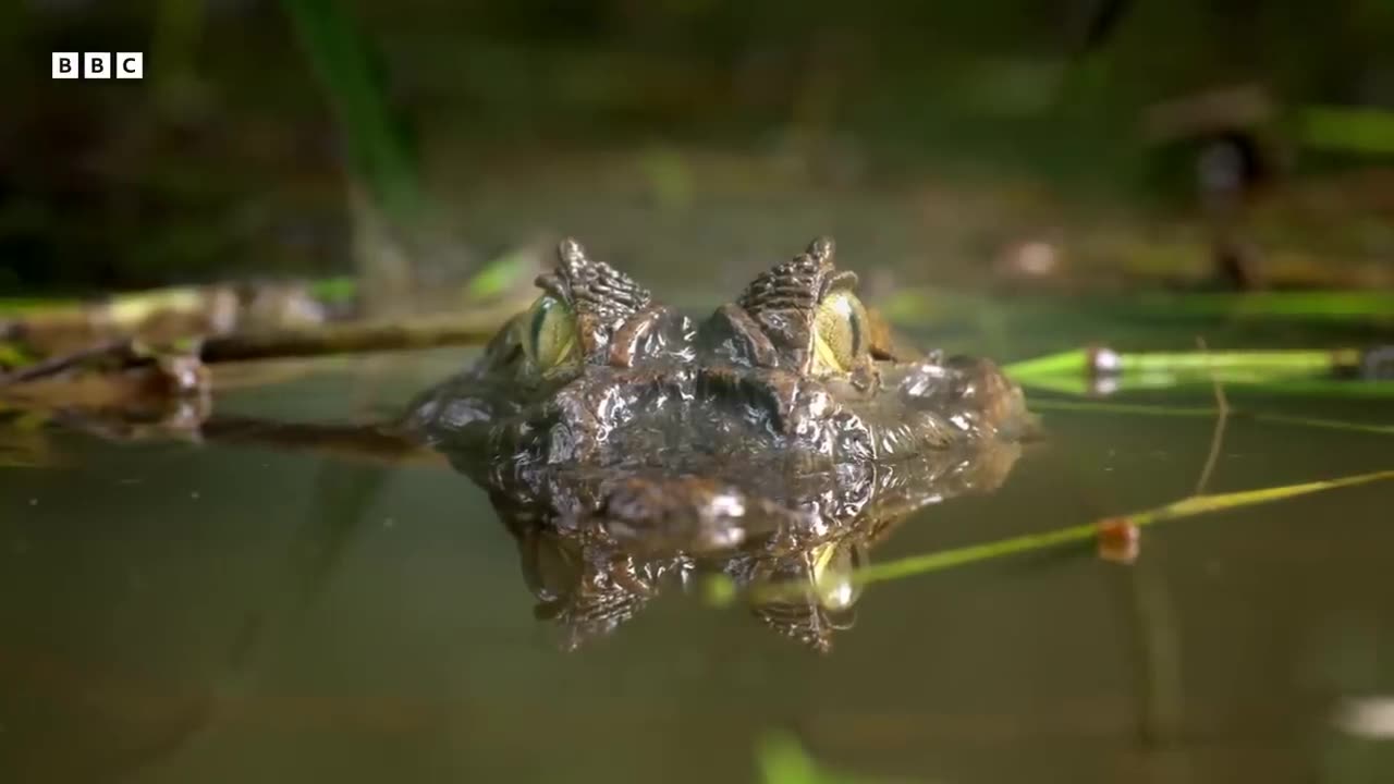 Chaotic Mating Explosion of Gliding Frogs | Planet Earth III Behind The Scenes | BBC Earth