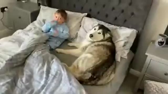 Cute Baby and Husky - Dog refuses to leave child’s bed