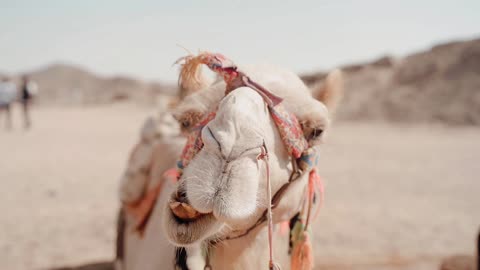 Beautiful smiling camel