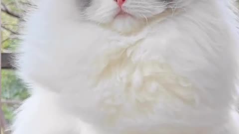 Cute princess cat