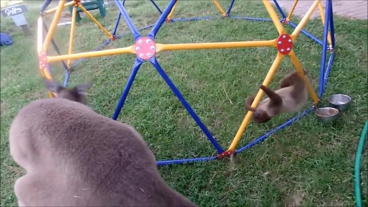 baby sloths