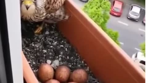 Female Falcon