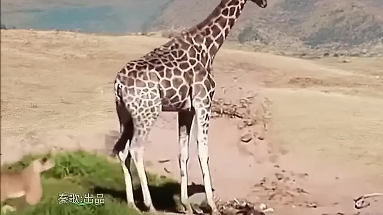 Giraffe