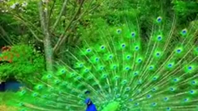 peacock fanning out its tail in a splash of colours