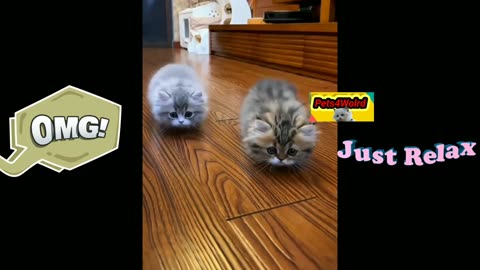 New Funny Cat video 2023😁Animals videos