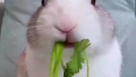 Rabbit eating