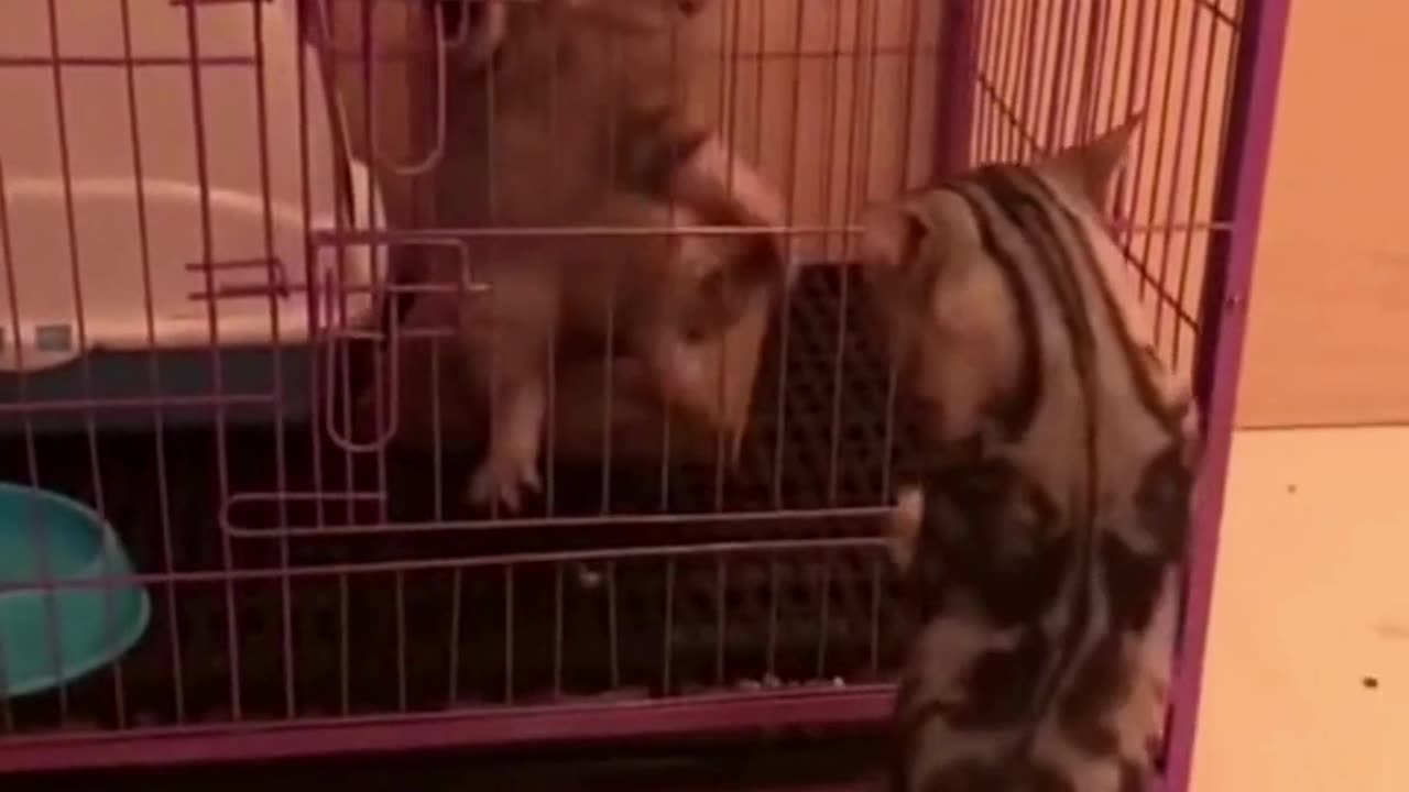 The end 😂😂😂 #animals #shorts #viral #pets #redfoxfolder