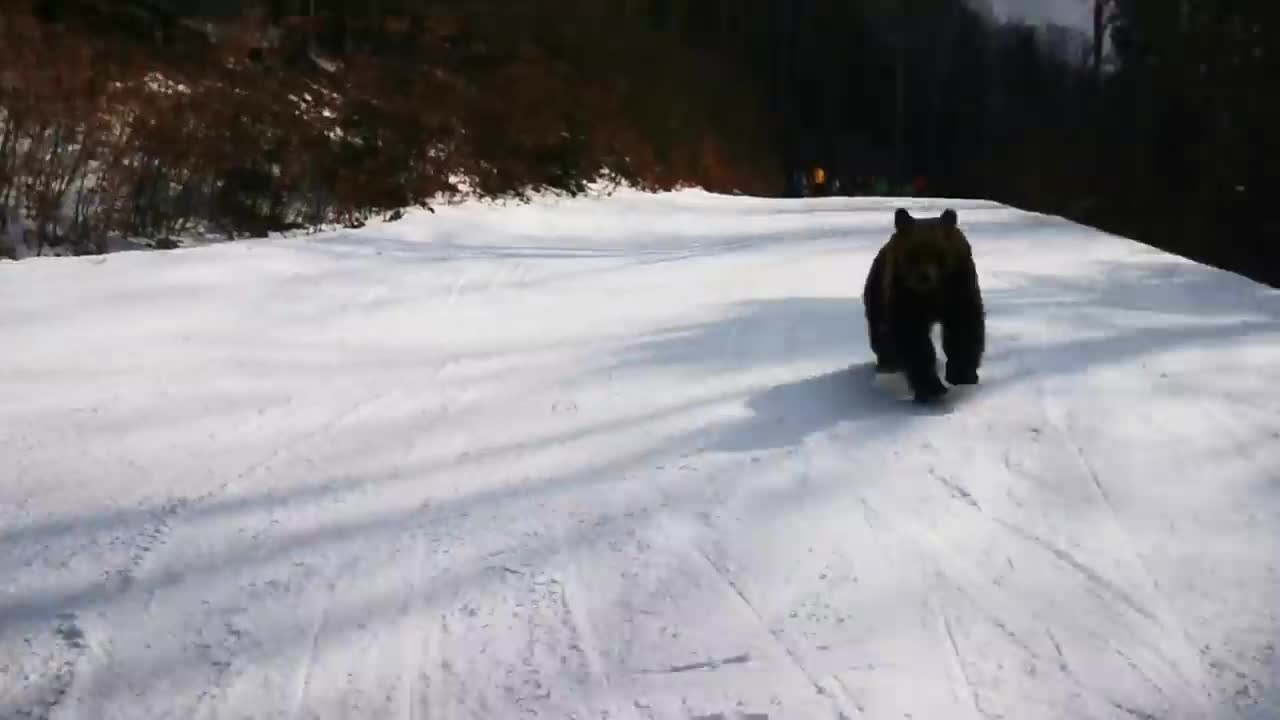 Skiing with the bear on the slope - 9 Martie 2021, Partia Cocosul Predeal Romania, by Mister Fox