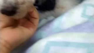 little one pet