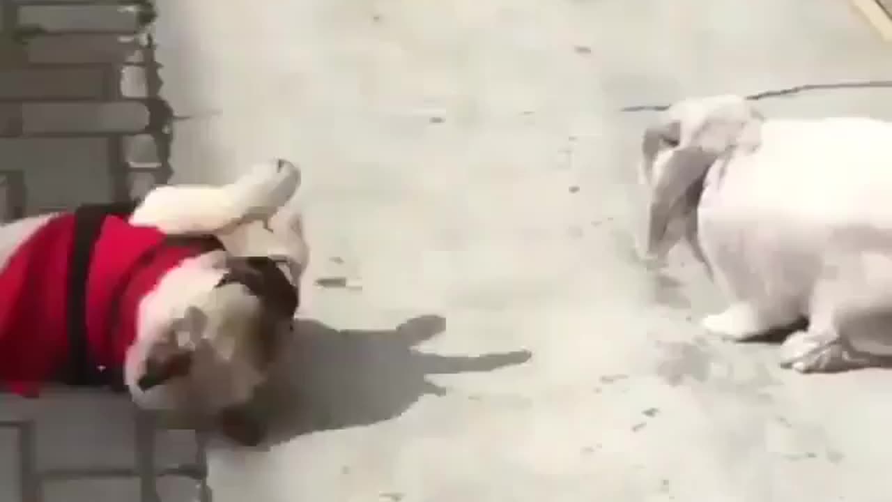 Dog and rabbit fight