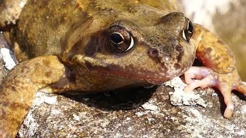 Frog Amphibian Animal Forest Nature Macro Exotic