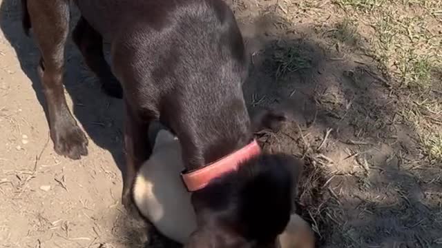 Our puppy when we take him to the park right before his dinner time