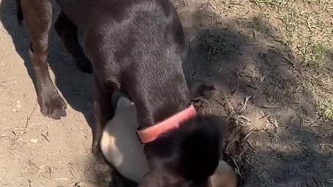 Our puppy when we take him to the park right before his dinner time