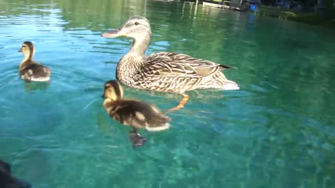 Ducks swimming underwater