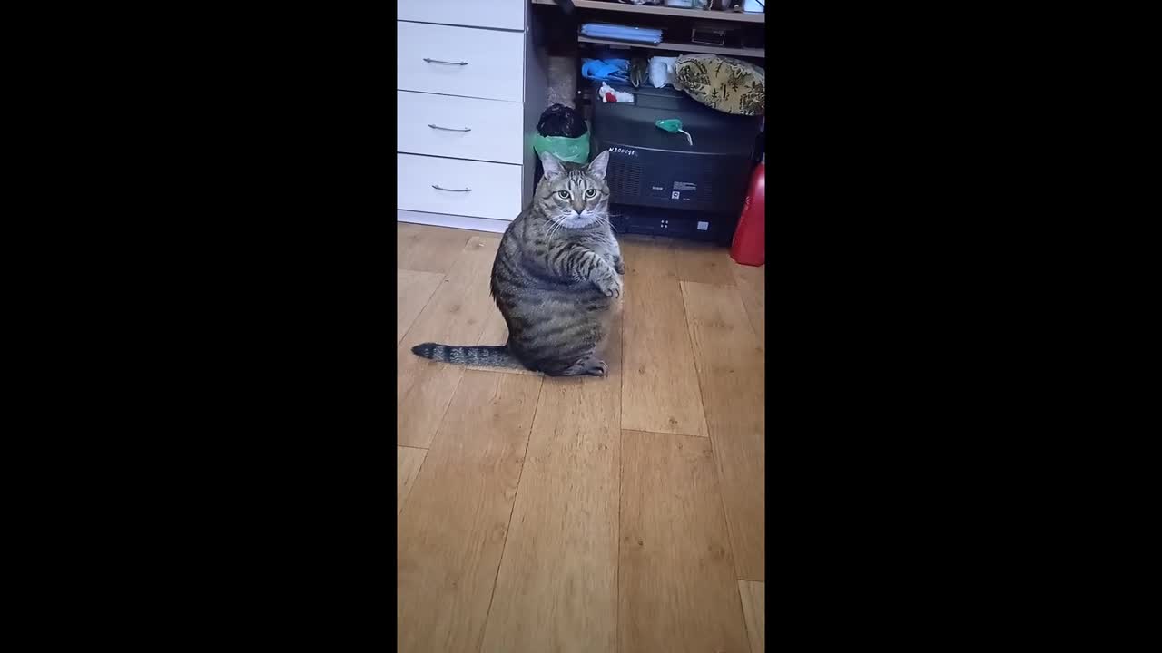 Large Cat Sits Up Like a Person