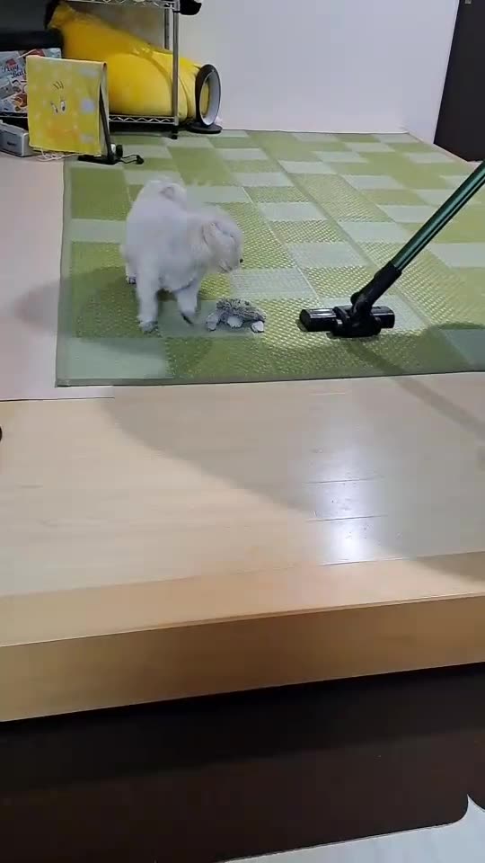 dog vs machine