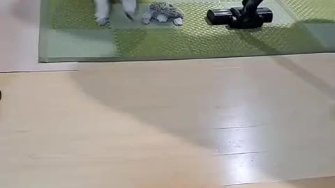 dog vs machine